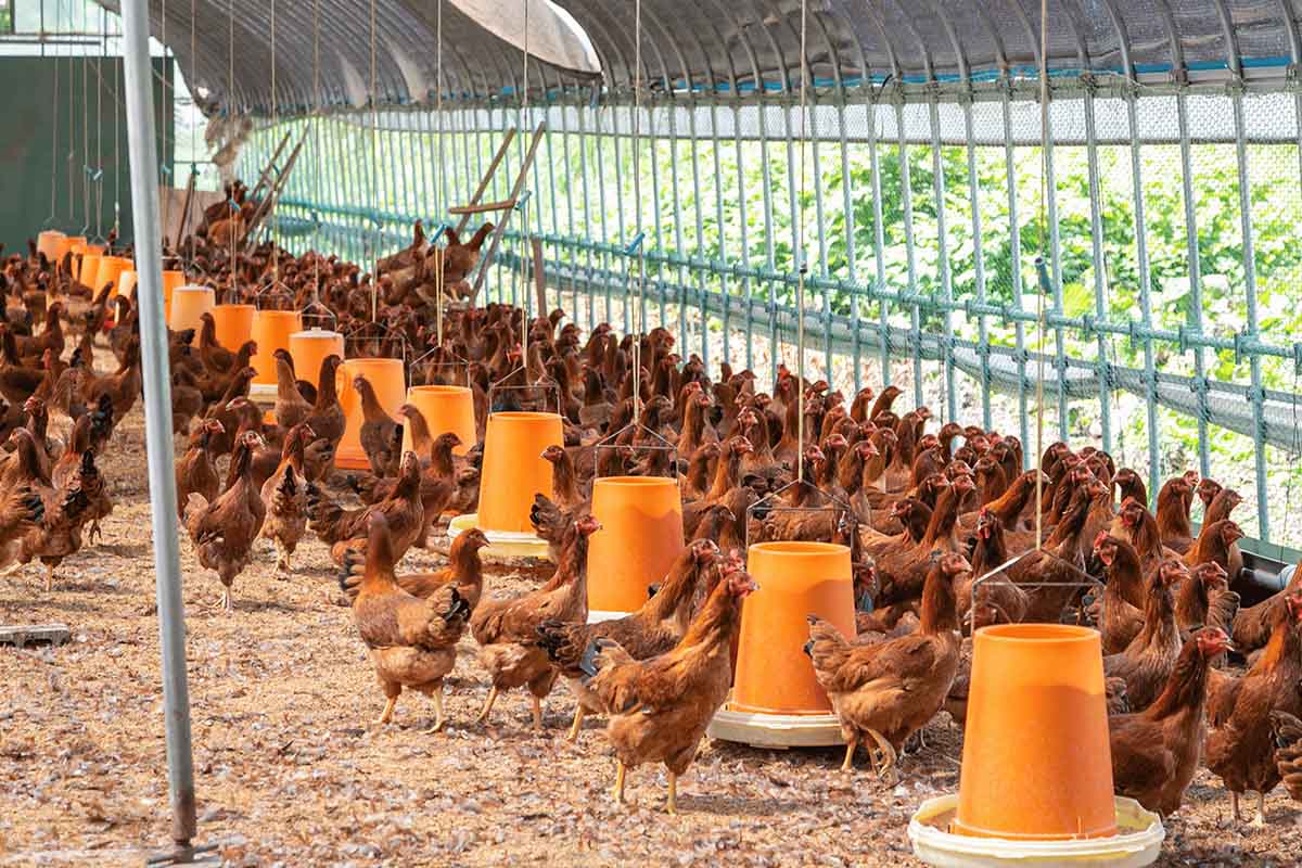 Cargo_farm12