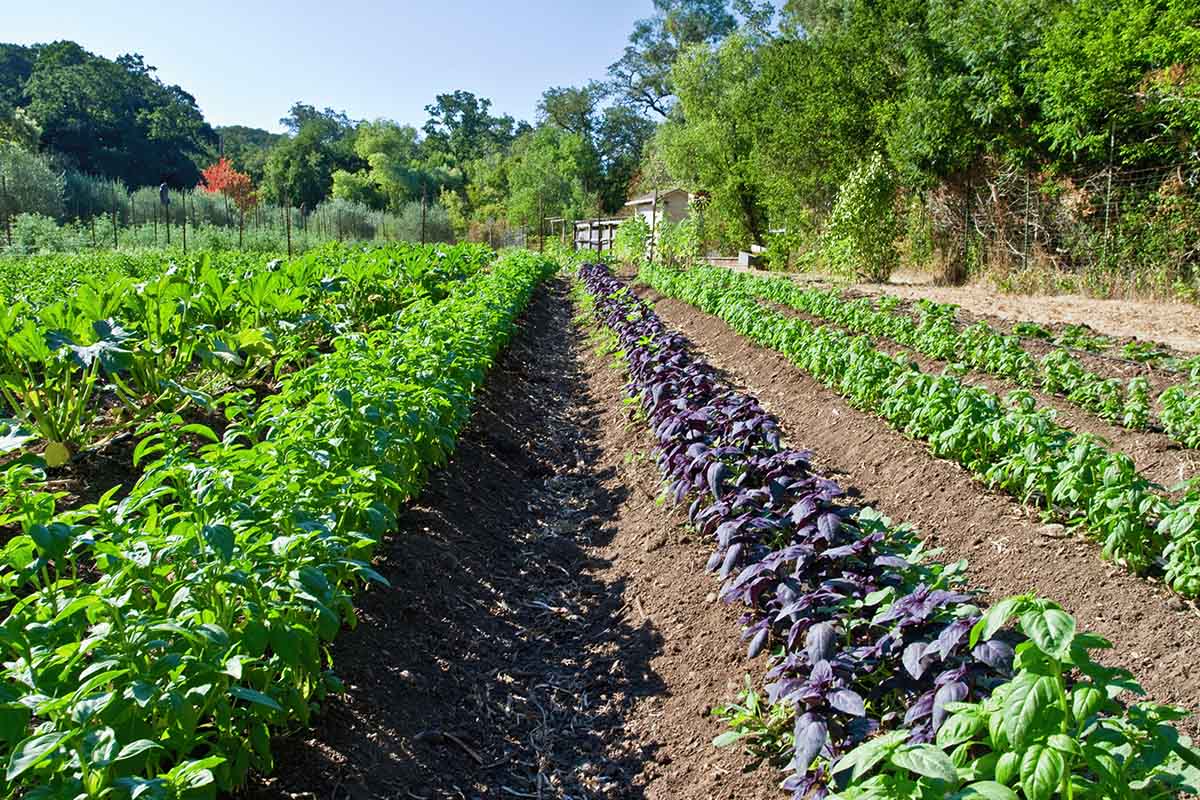 Cargo_farm8
